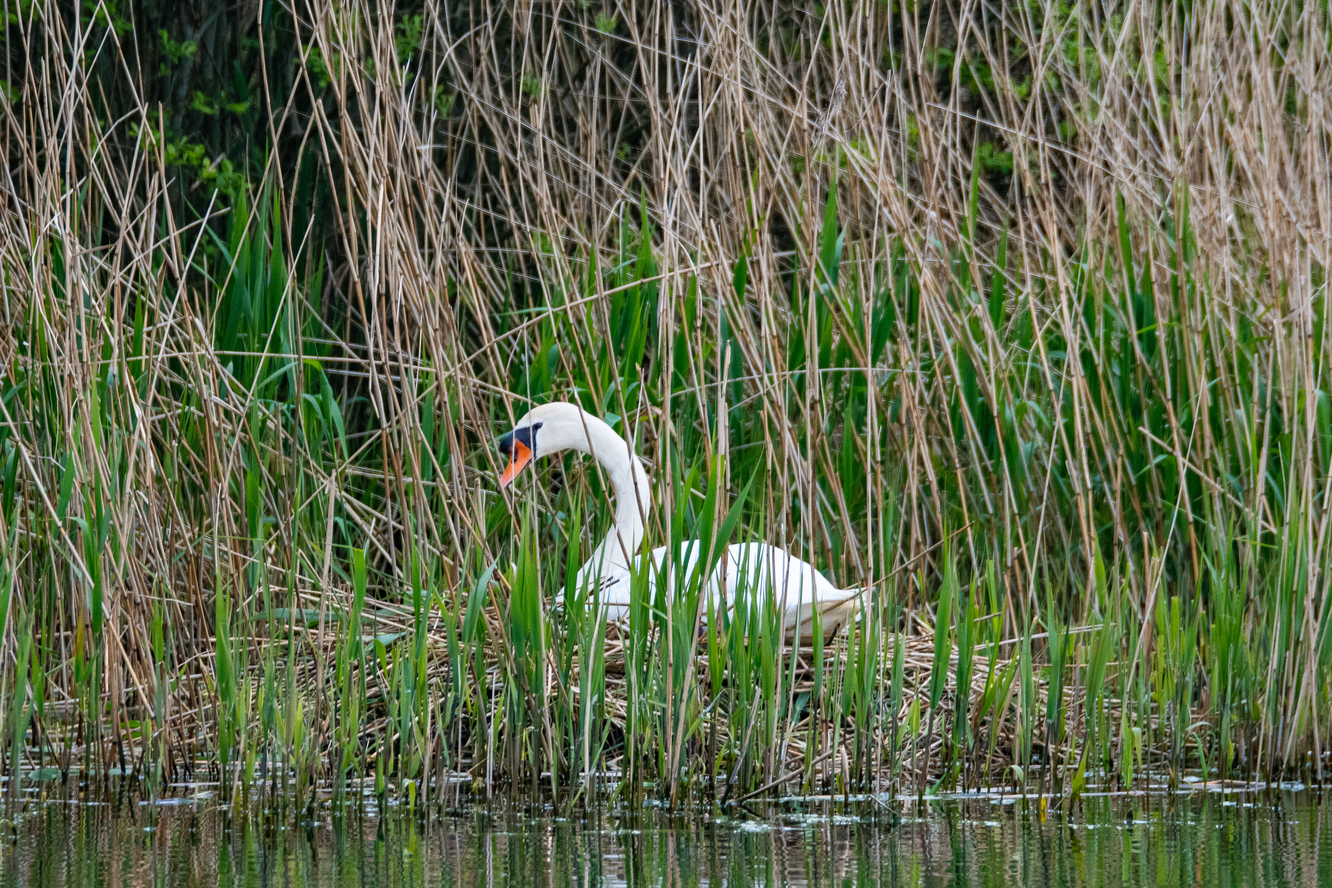 Cygne tuberculé (Mute swan, Cygnus olor), femelle couvant sur son nid, Dépôt 50 de la Réserve Naturelle de Mont-Bernanchon, Hauts de France.